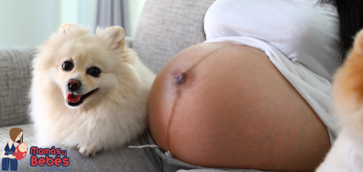 Preparando a tus mascotas para la llegada del bebé