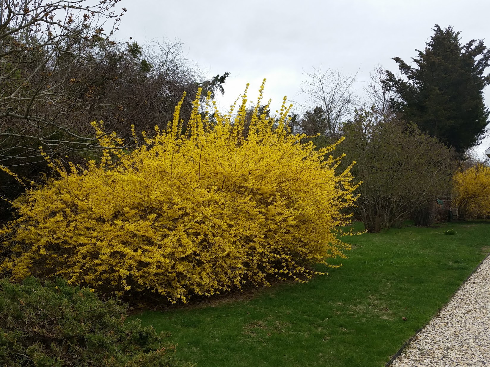 Forsythia in bloom with later-spring lilacs behind, Shelter Island, NY