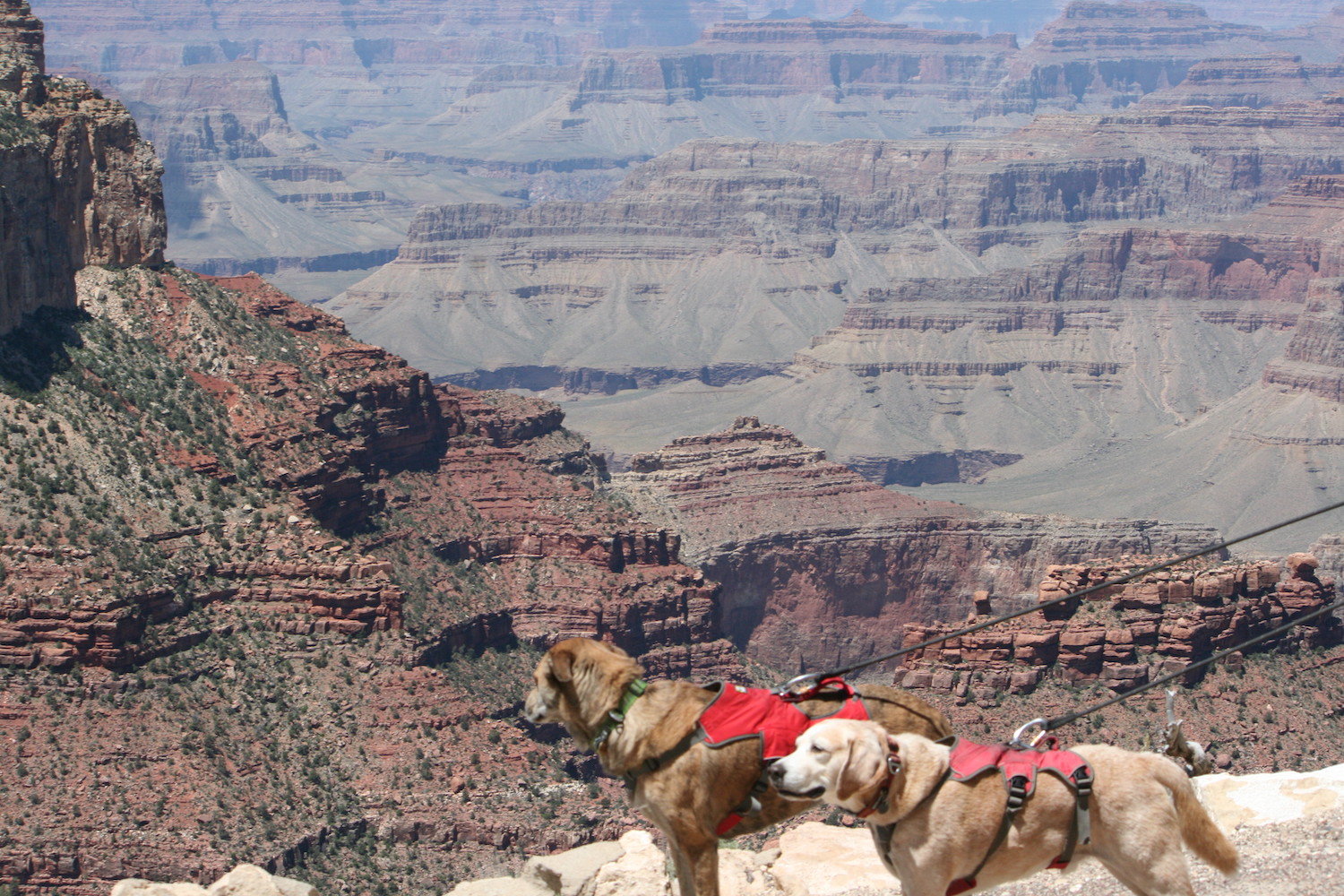 Grand-Canyon-National Park with dogs