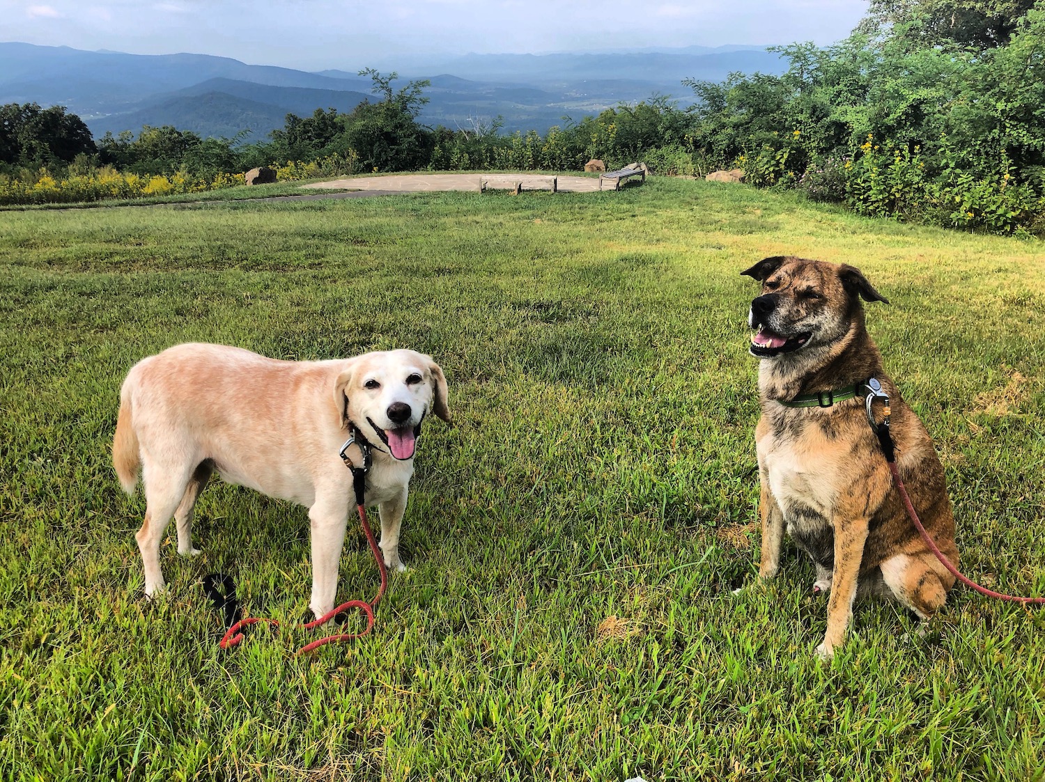 Shenandoah park is dog friendly.