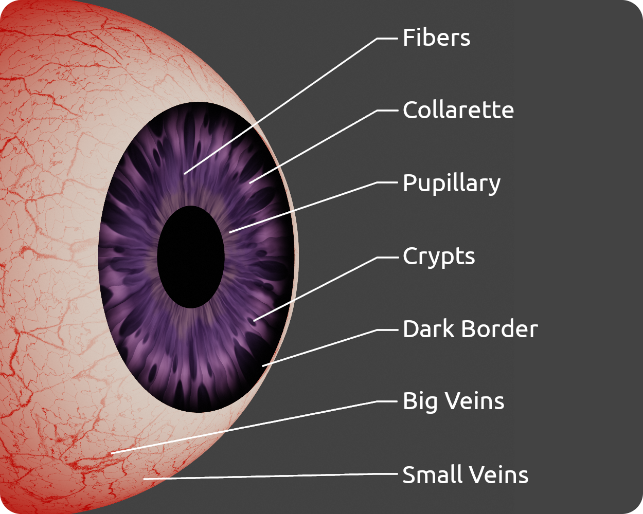 Auto Eye Blender Market