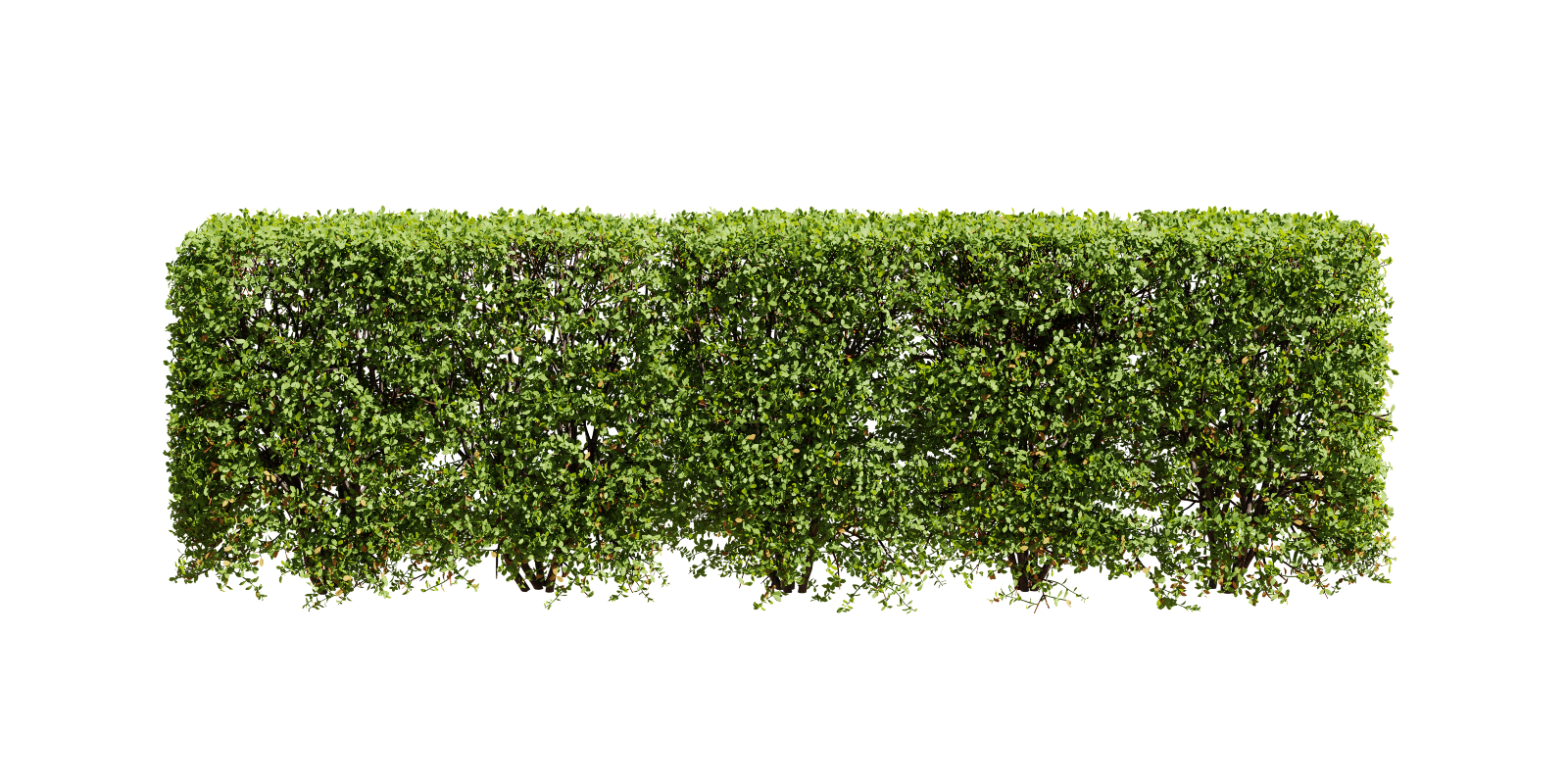 Hedge Spiraea Plant Bush Fence Steeplebushes Set Of 5 Bushes Blender Market