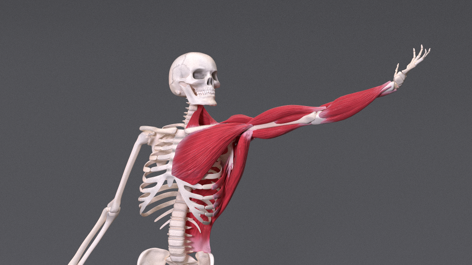 Anatomically based human skeleton XMS Blender Market