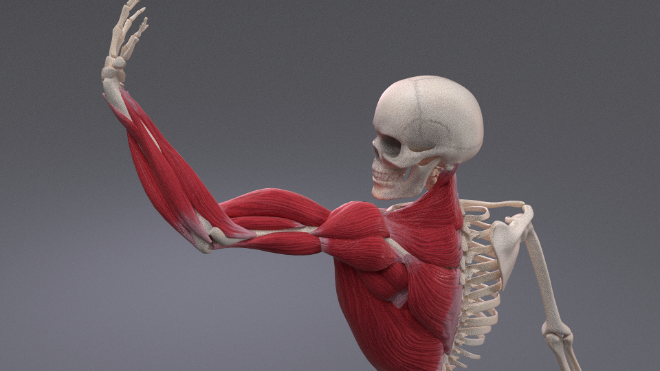 X-Muscle System 2.8 - Blender Market