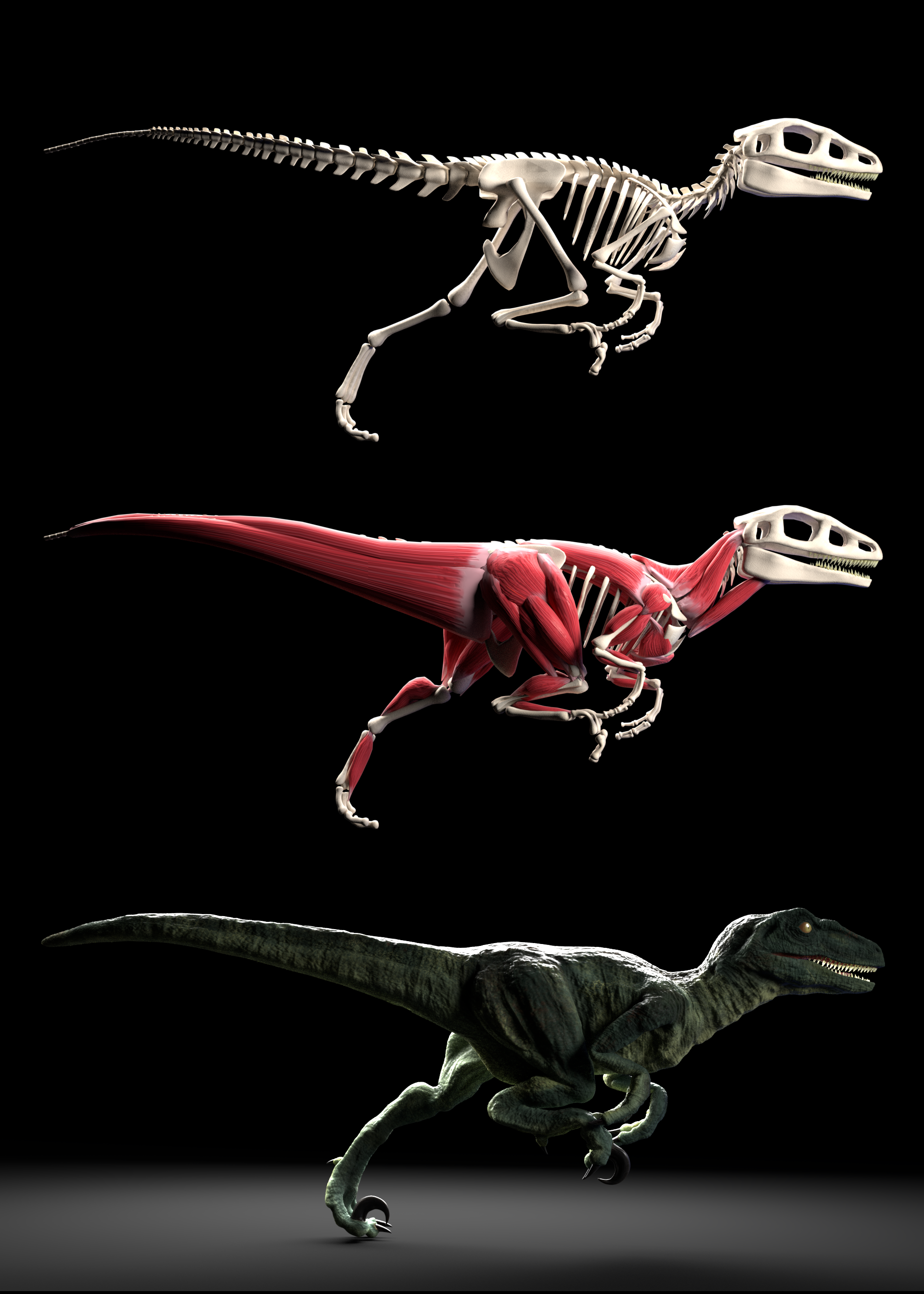 XMuscle System 4.0 Blender Market