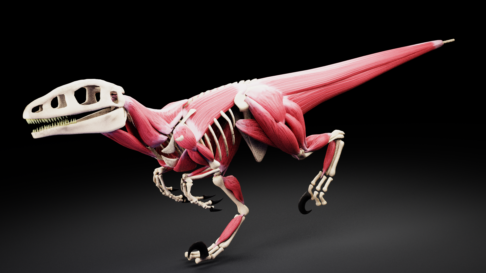 XMuscle System 3.0 Blender Market