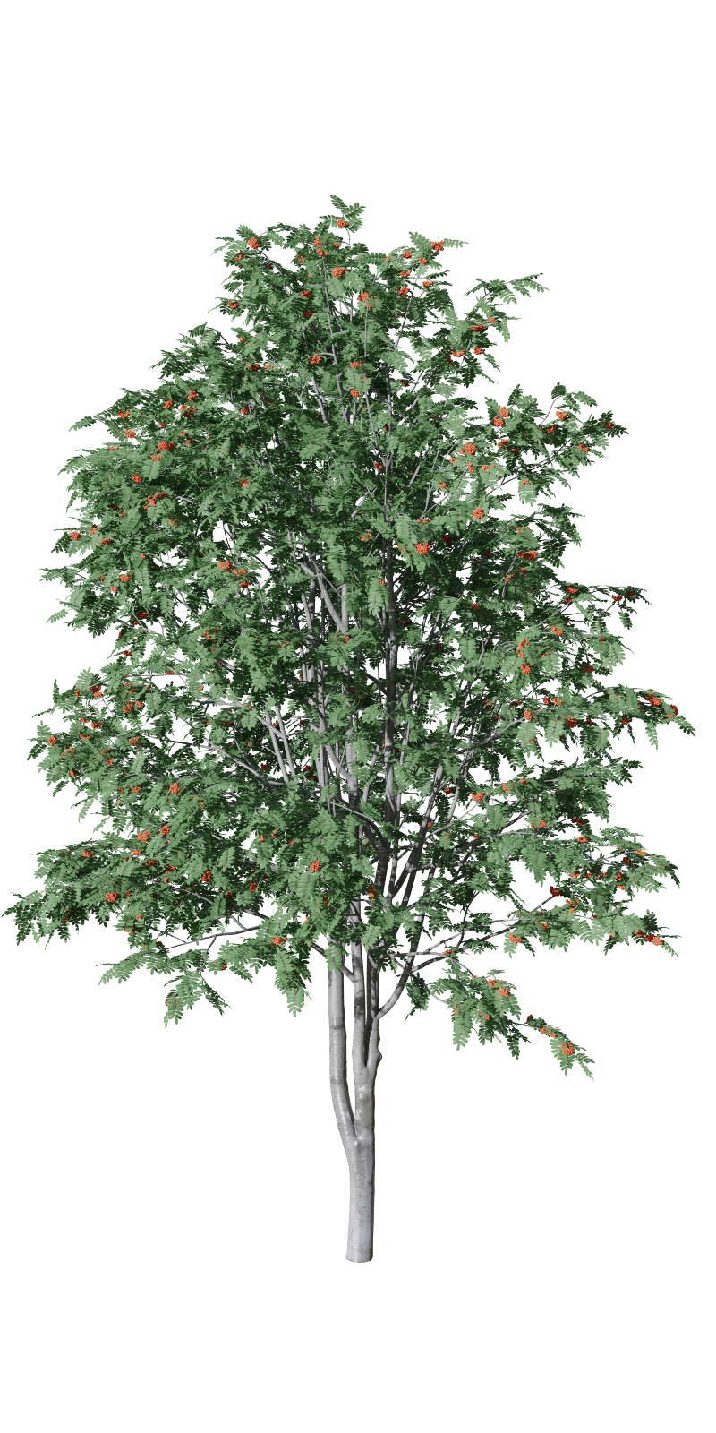 Tree Rowan tree ( Sorbus ) with fruit Blender Market