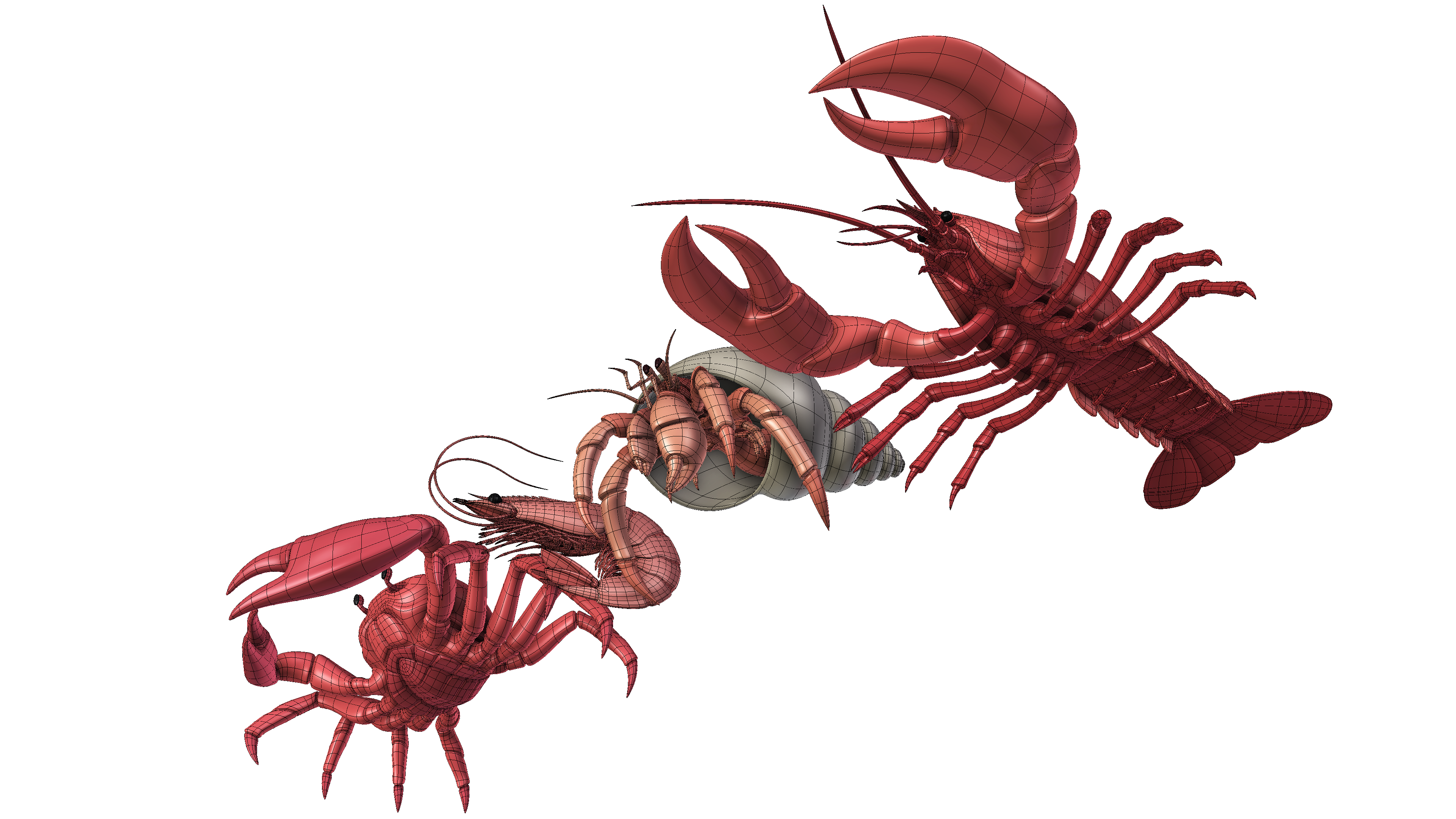 4 decapod animals shrimp, hermit crab, crab, lobster (customizable