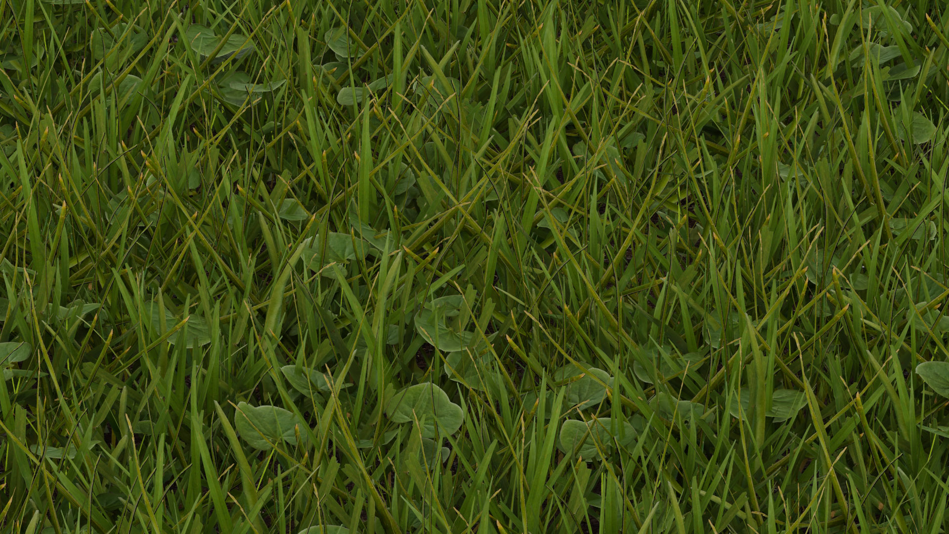 Pro Grass for Blender Cycles and EEVEE Released Scripts and Themes