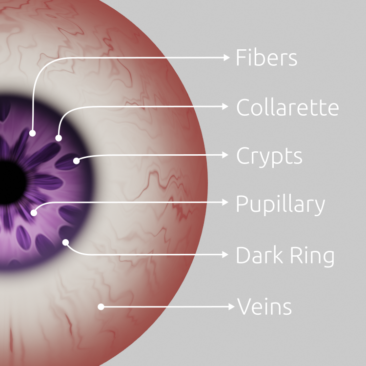 Auto Eye Blender Market