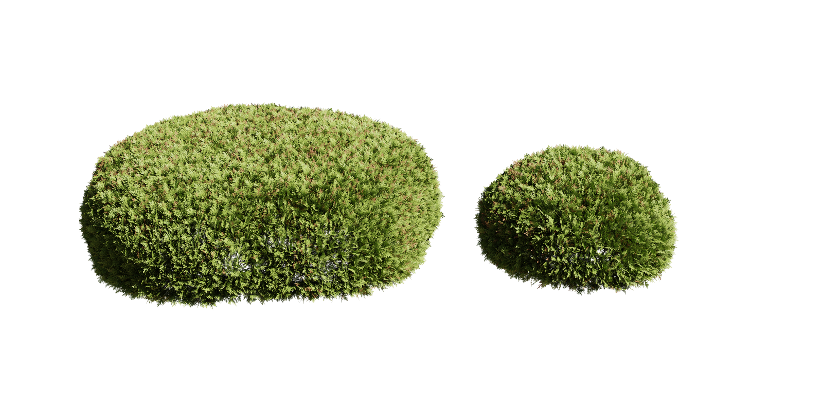 bush Juniperus globe set of 4 globe bushes Blender Market