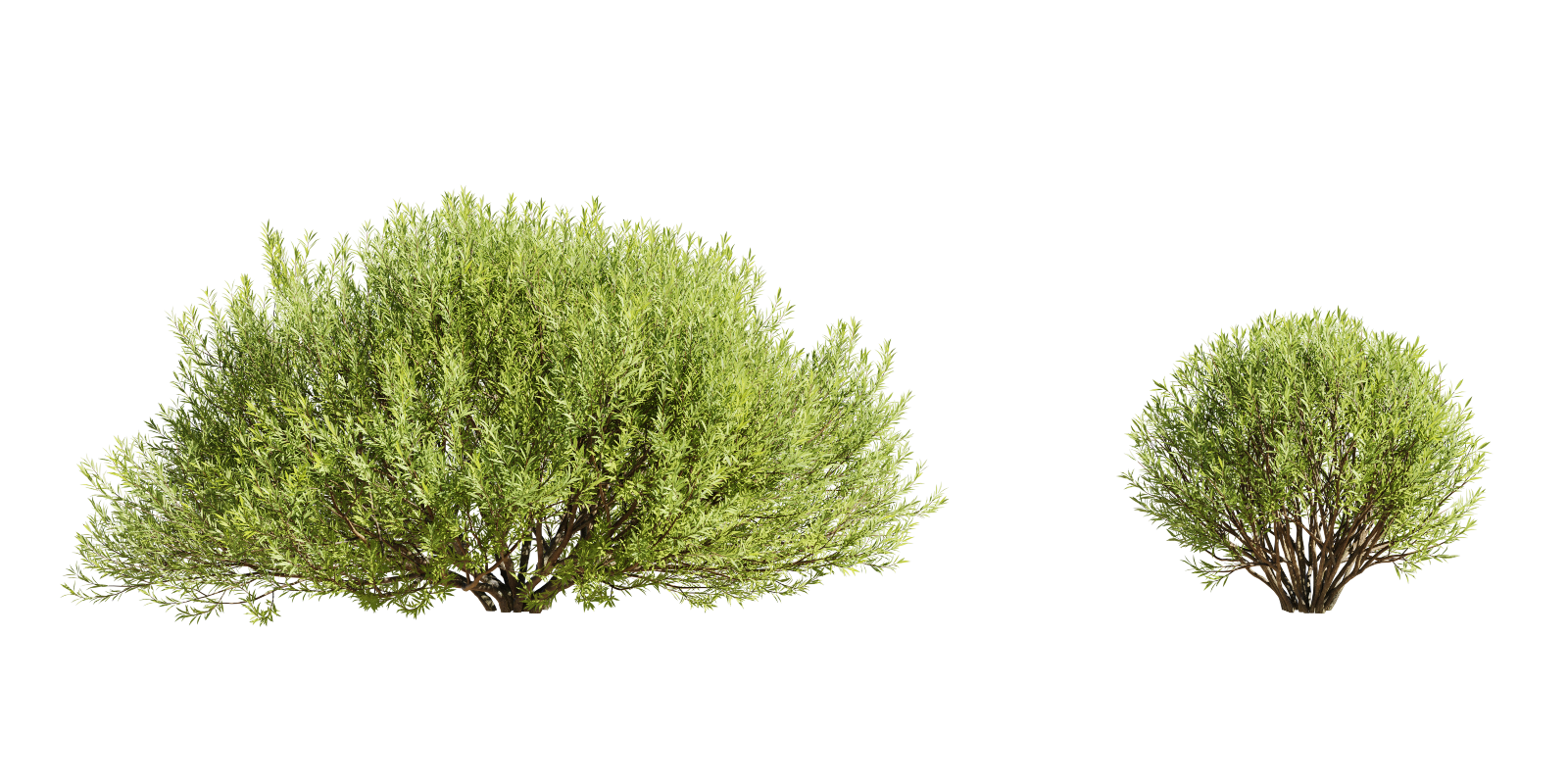 bush Salix purpurea willow tree plant set of 4 willow bushes