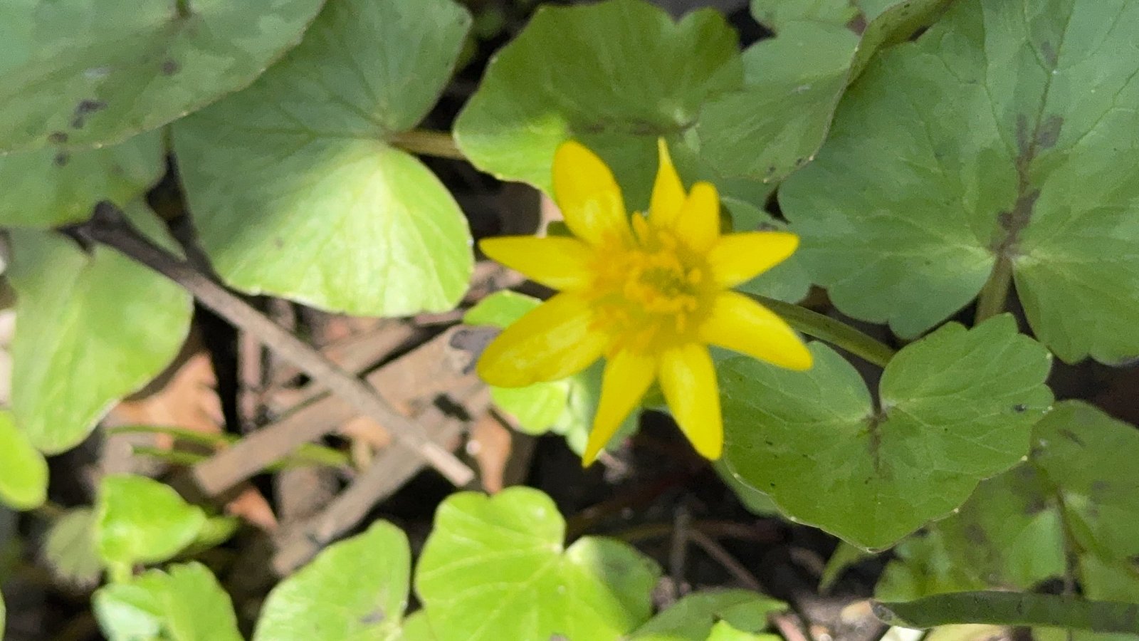 Lesser Celandine