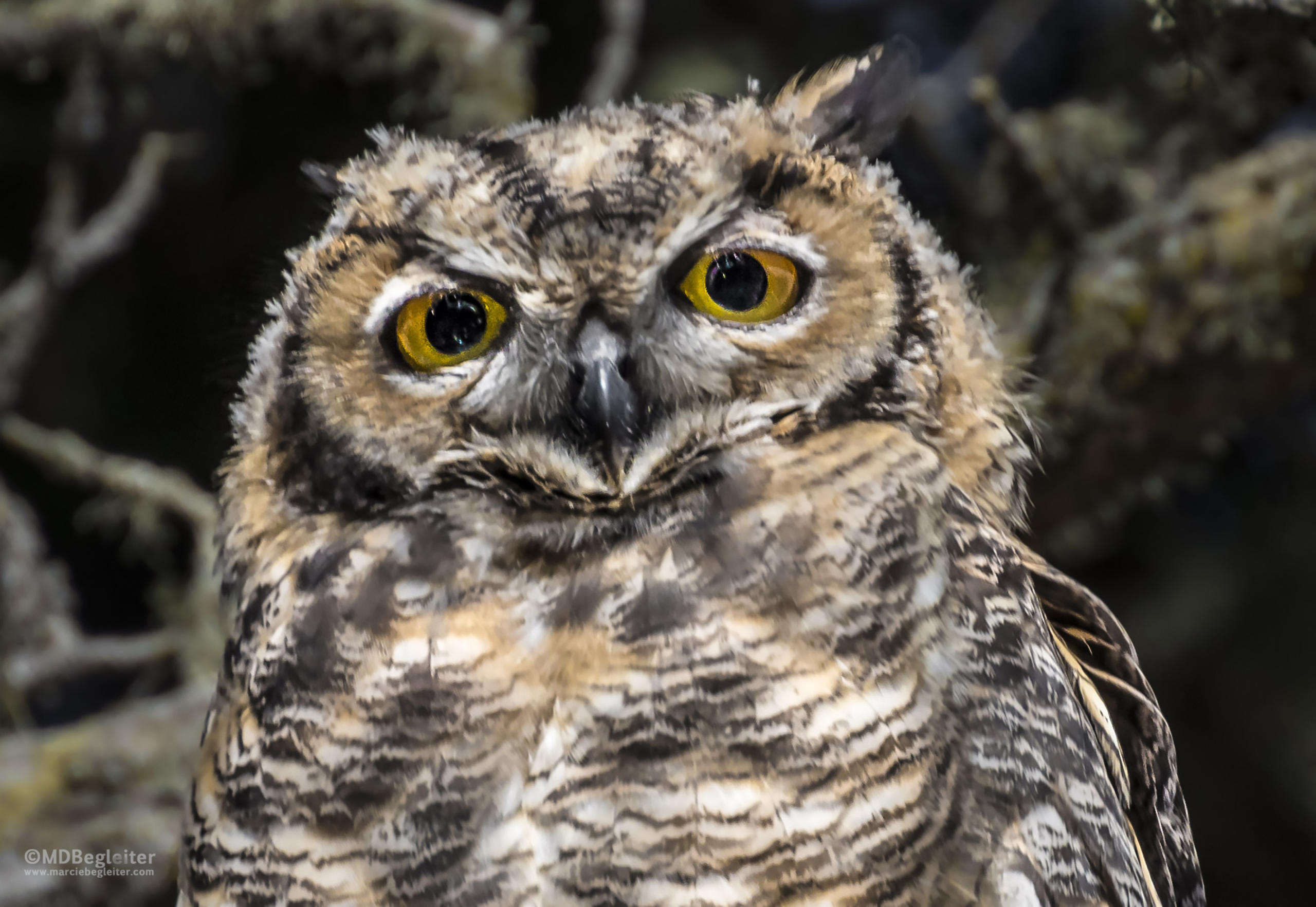 A birder’s paradise on California’s Central Coast California Sun