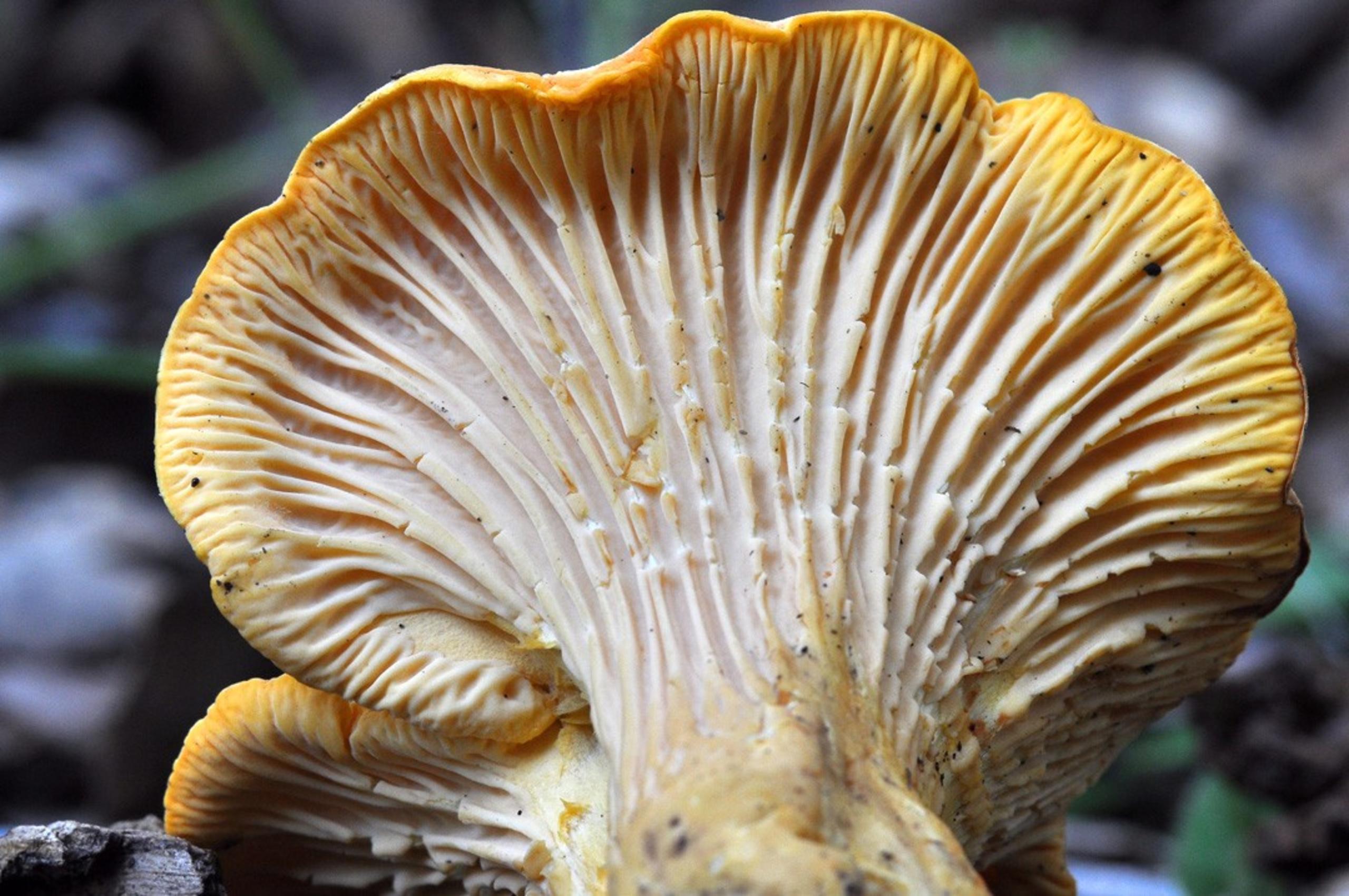 The abundant mushrooms of California's northern forests California Sun