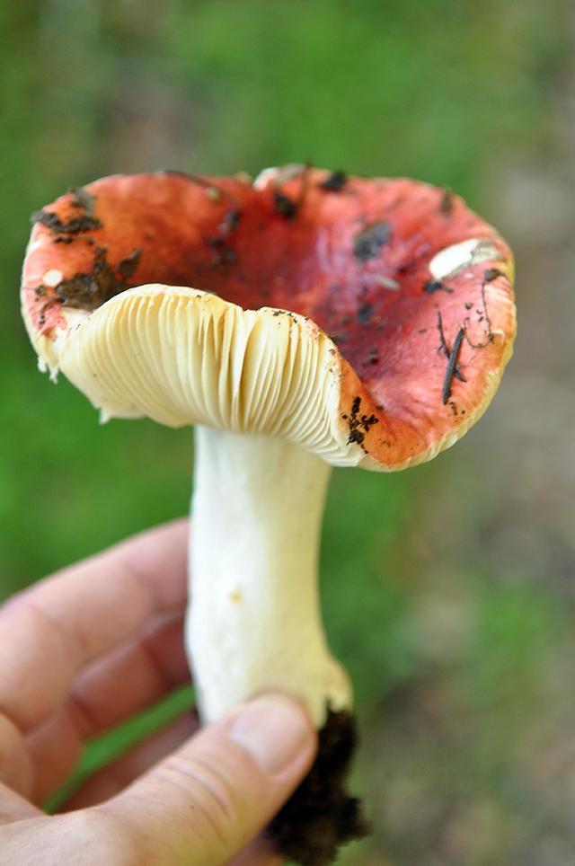 The abundant mushrooms of California's northern forests California Sun