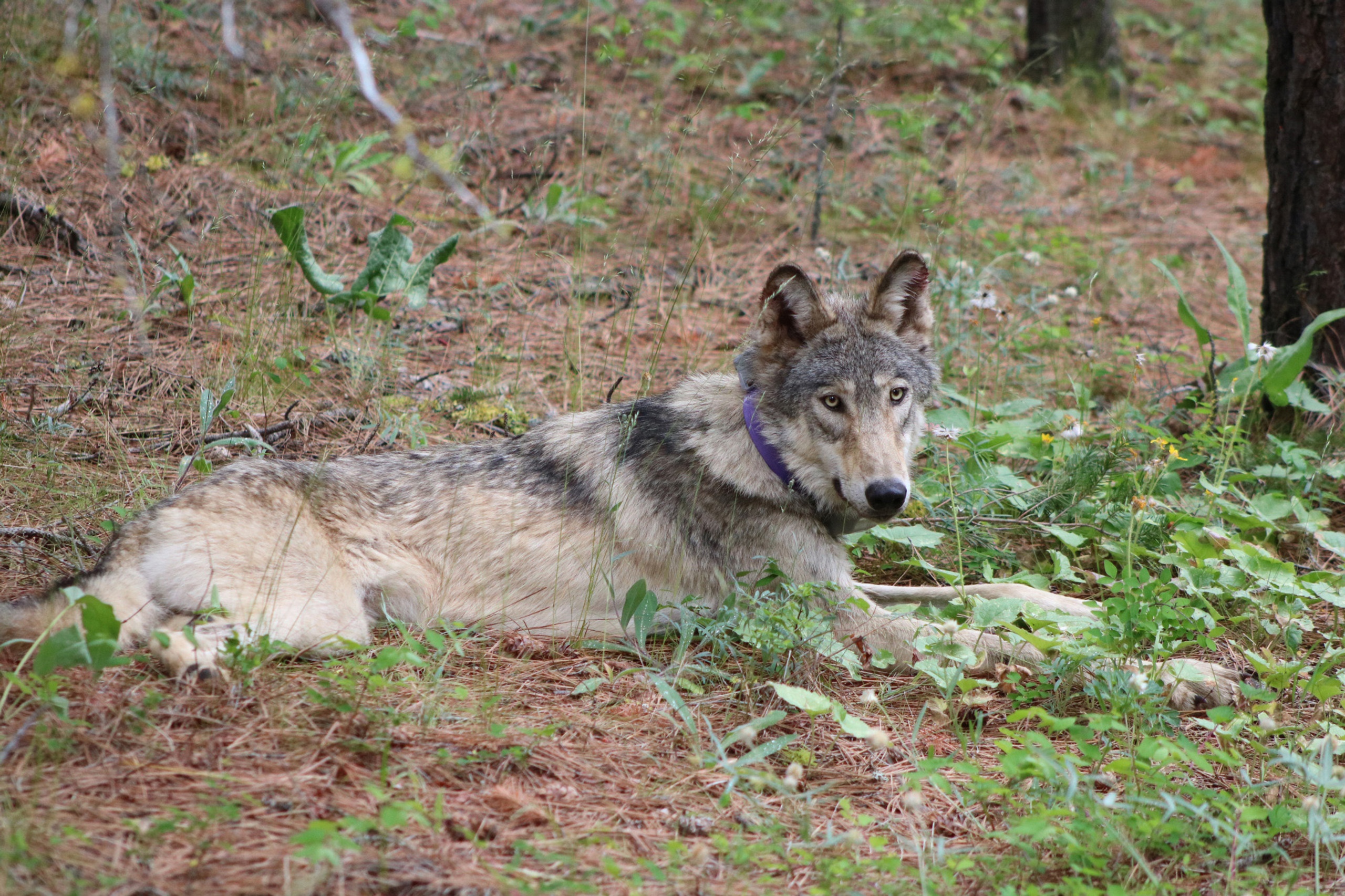 jBSjajn9QYSrzXHXvfsc_wolf.jpg