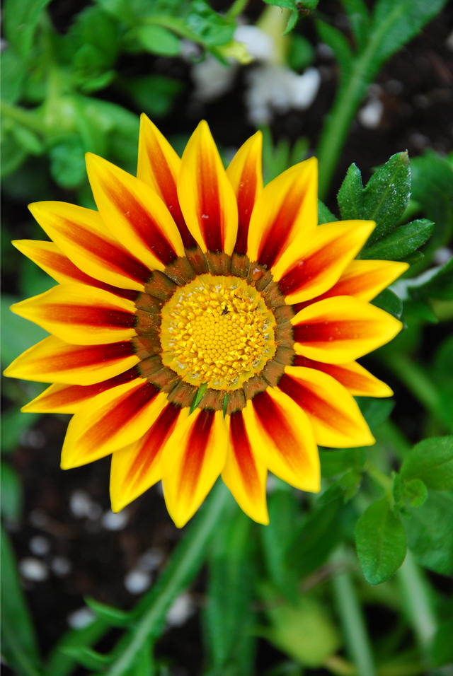 How a Flower Blooms KidSpirit