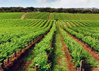 How-To-Plan-And-Fund-Your-New-Farming-Business_S.jpg