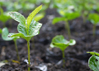 3-Detailed-Steps-Which-Can-You-Help-Start-Your-New-Farm-(1000)_S.jpg