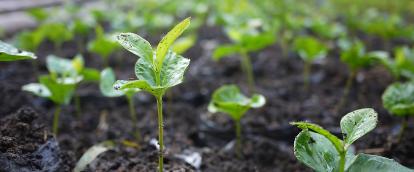 3-Detailed-Steps-Which-Can-You-Help-Start-Your-New-Farm-(1000)_L.jpg
