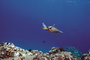 Product Turtle Tracks - Age 5-14 Only