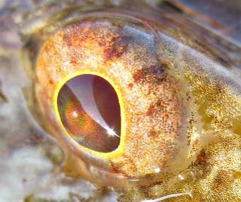 Product Creatures of The Nights Age 5-14 Only