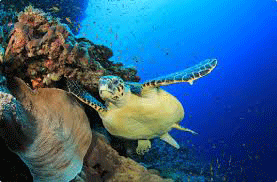 Product Cities Under The Sea 