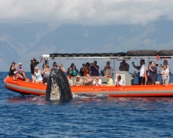 Product Rafting Whale Watch