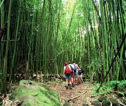 Product Ultimate Hana Waterfall/Rainforest Hike