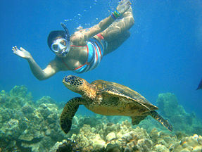 Product Outrigger Snorkel Tour(1.5 hr)