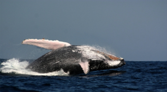 Product Outrigger Whale Watch (1.5 hr)