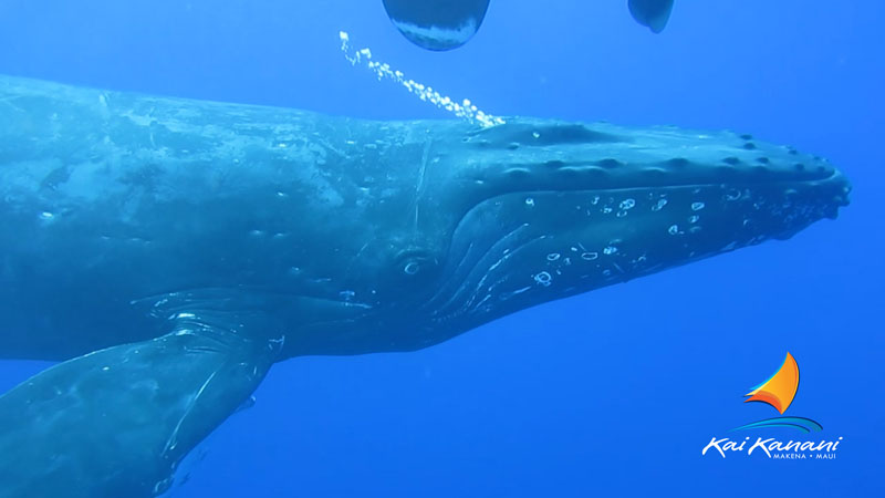 Product South Maui Whale Watch