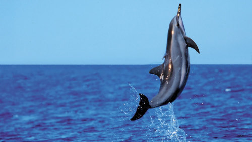 Product Lanai Snorkel &amp; Dolphin Watch