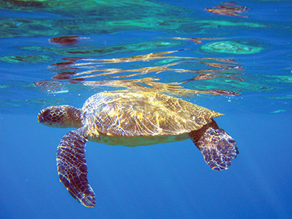 Product Molokini &amp; Turtle Arches Snorkel