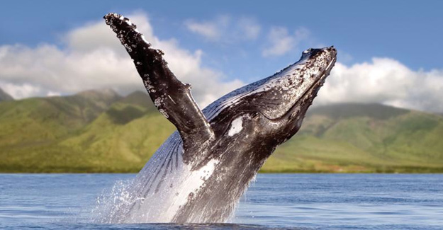 Product Morning Kaanapali Whale Watch