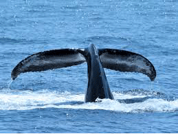 Product Whale Wonders - Age 5-14 Only