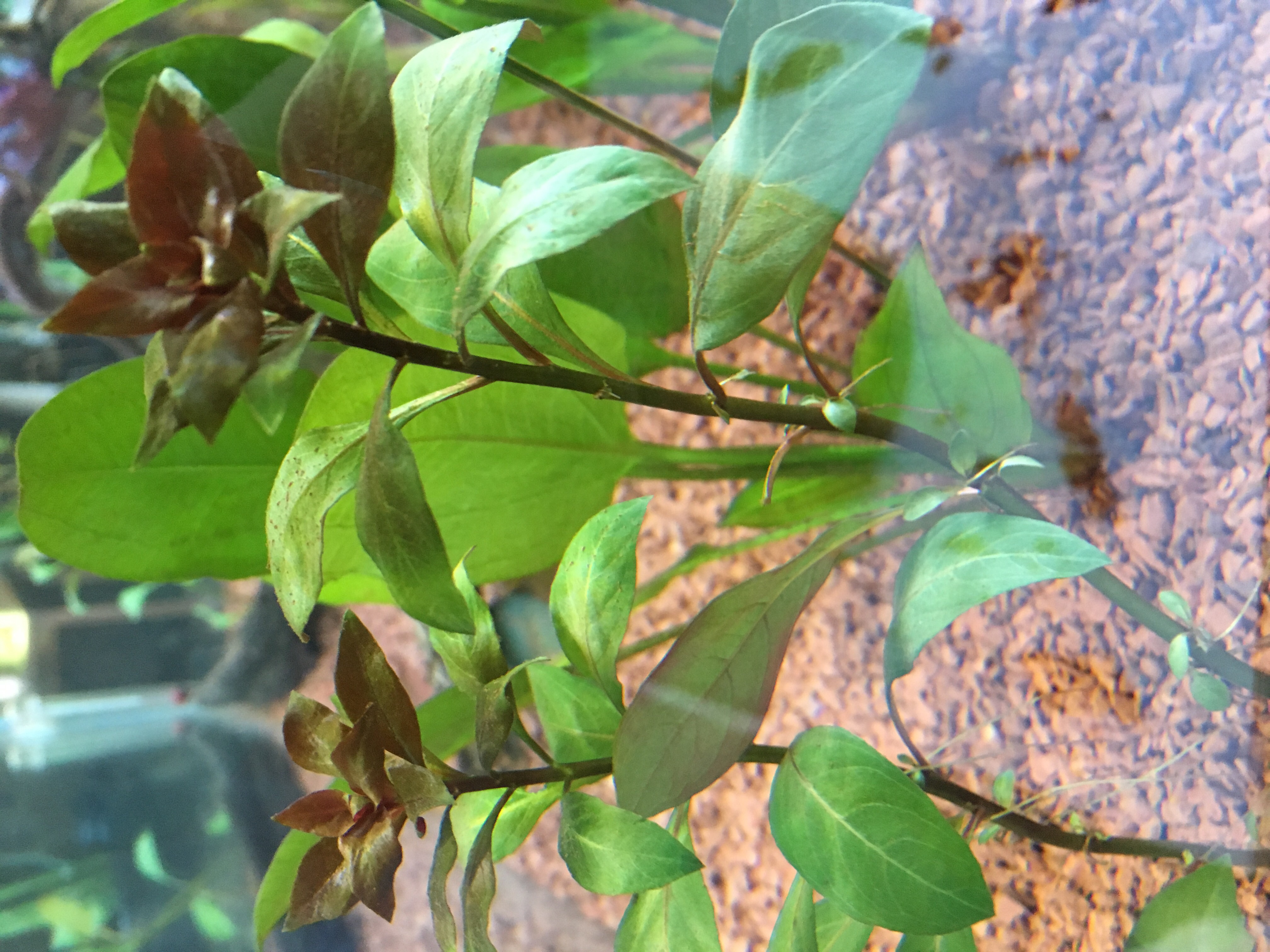 Easy Iron Aquarium CoOp