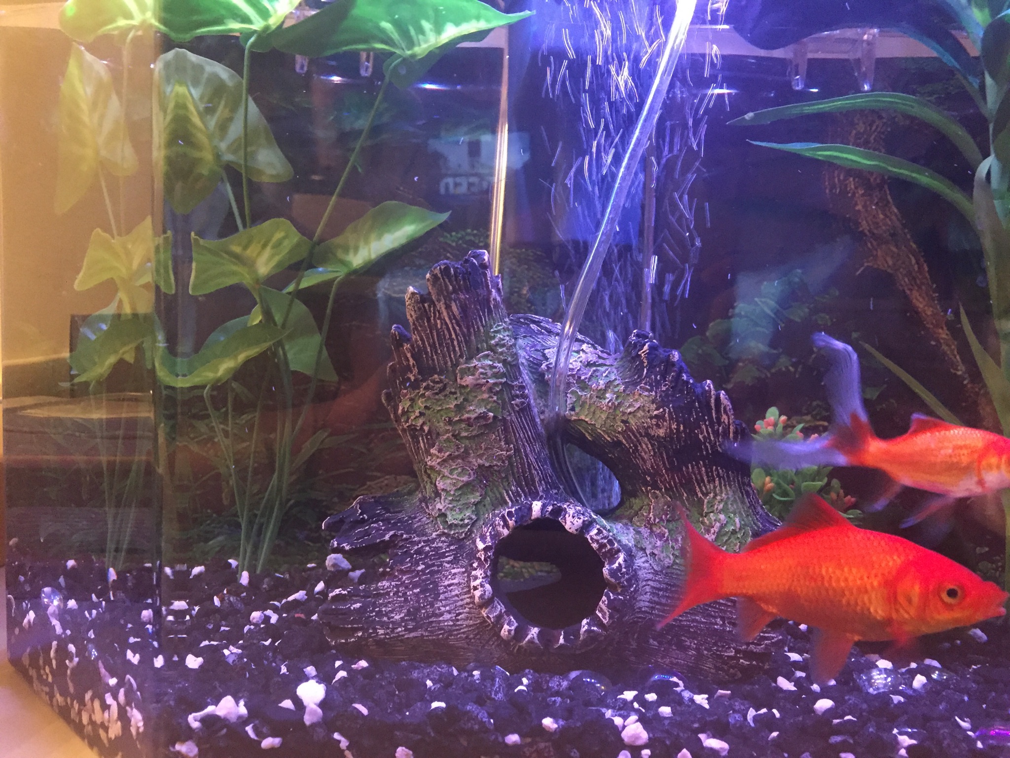 Crushed Coral 1 pound bag Aquarium CoOp