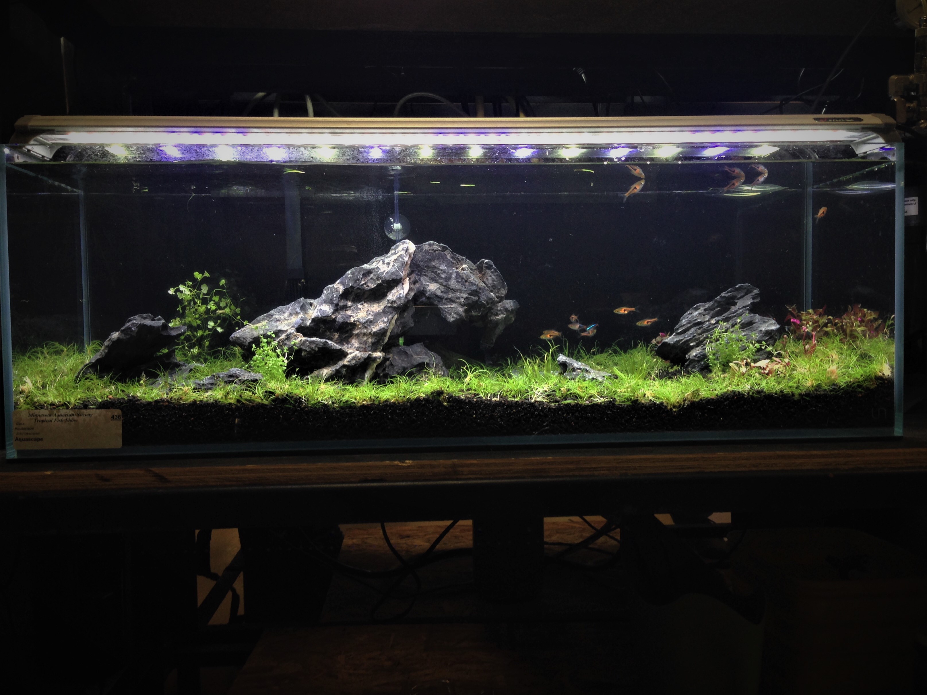 UNS Ultra Clear Tanks [CUBES] Buce Plant