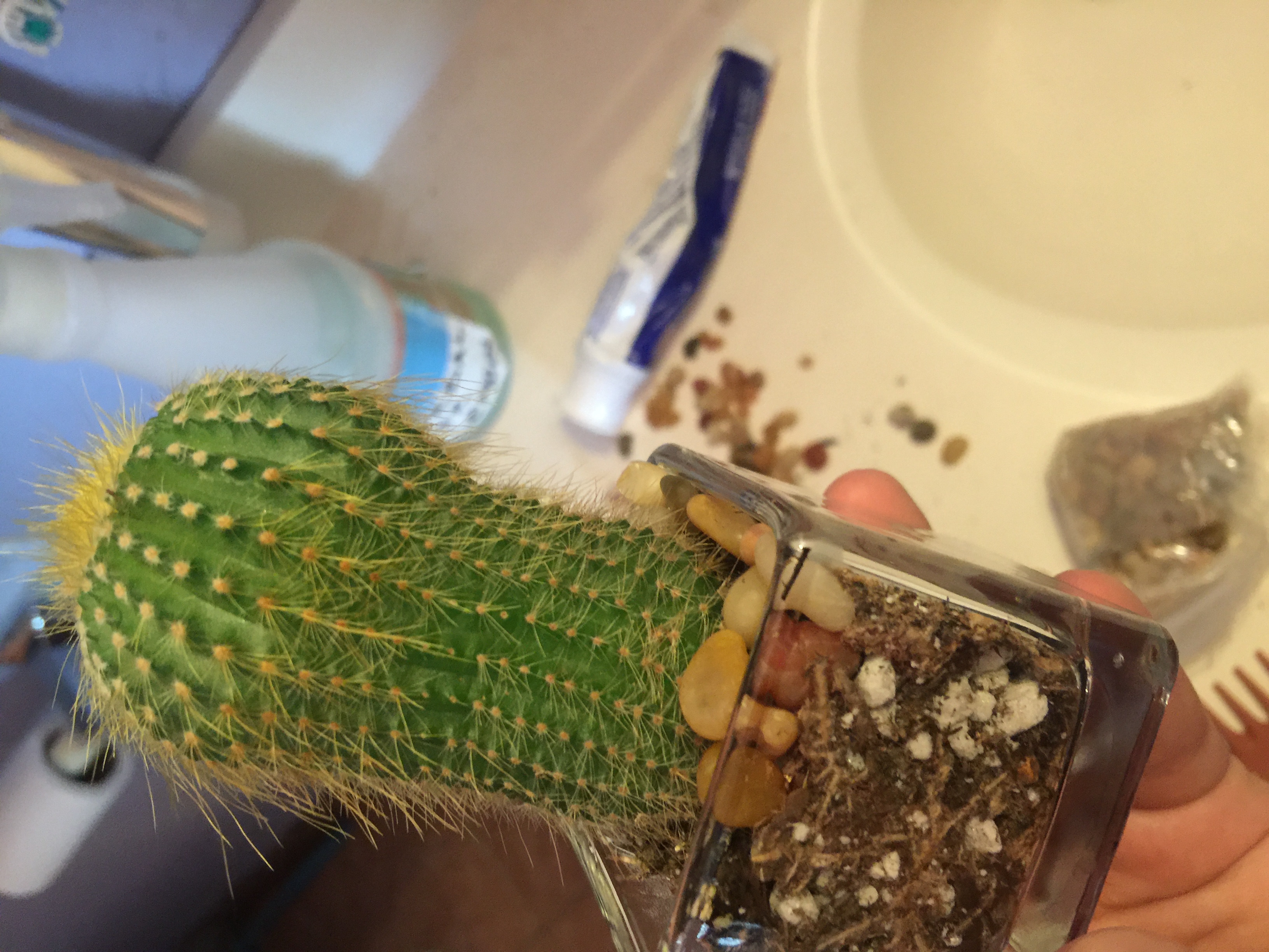 2" Succulent & Cactus Mix Succulents for Sale Bulk Succulent Wedding