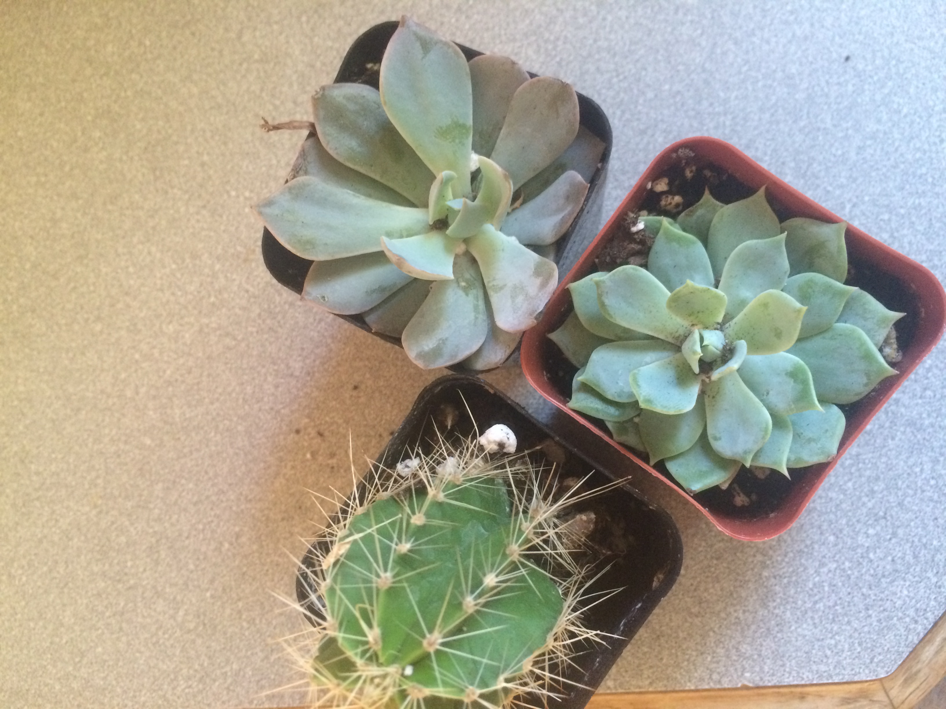 2" Succulent & Cactus Mix Succulents for Sale Bulk Succulent Wedding