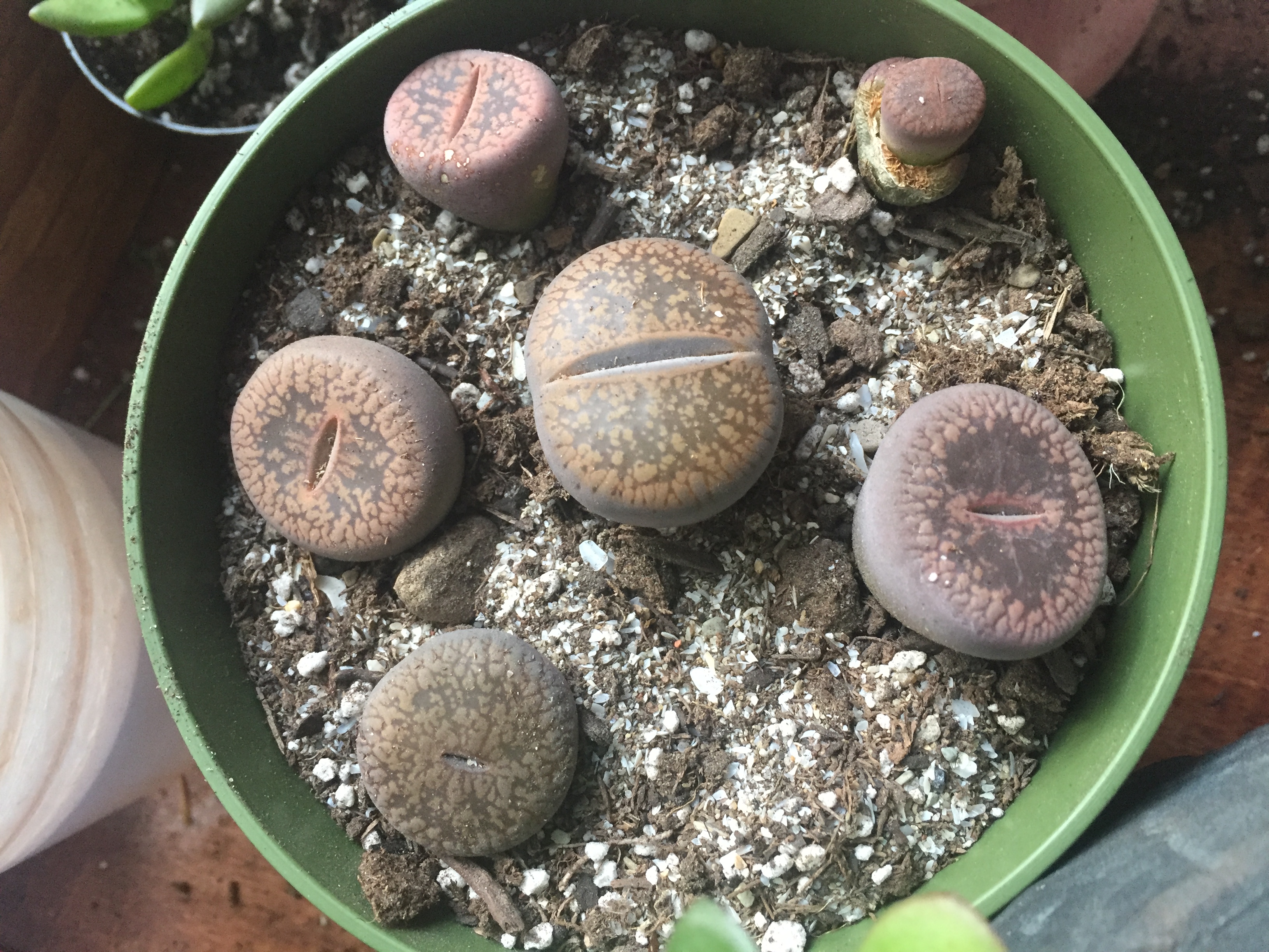 Lithops Living Stones Container Succulents for Sale Bulk Succulent