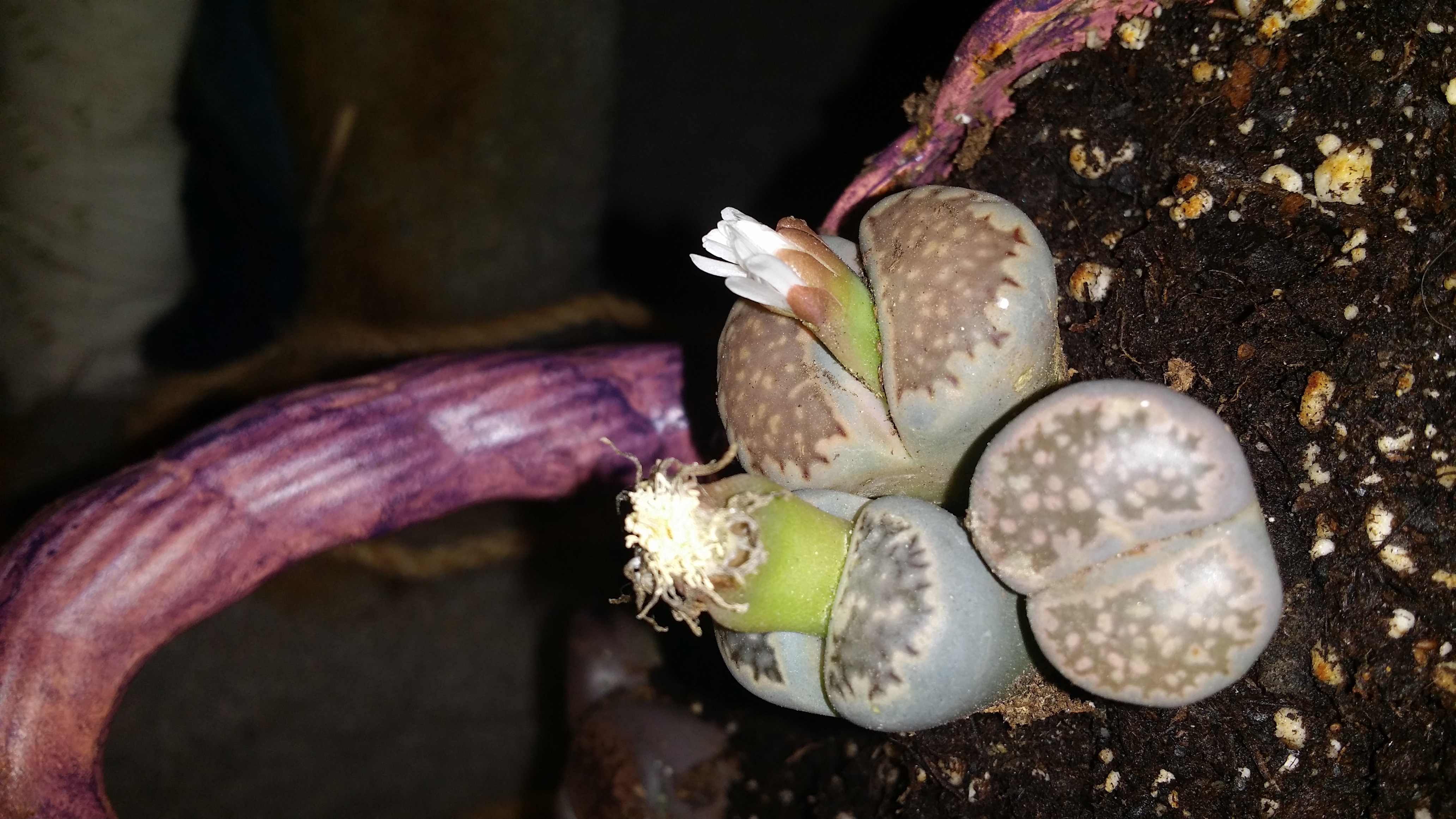 Lithops Living Stones Container Succulents for Sale Bulk Succulent