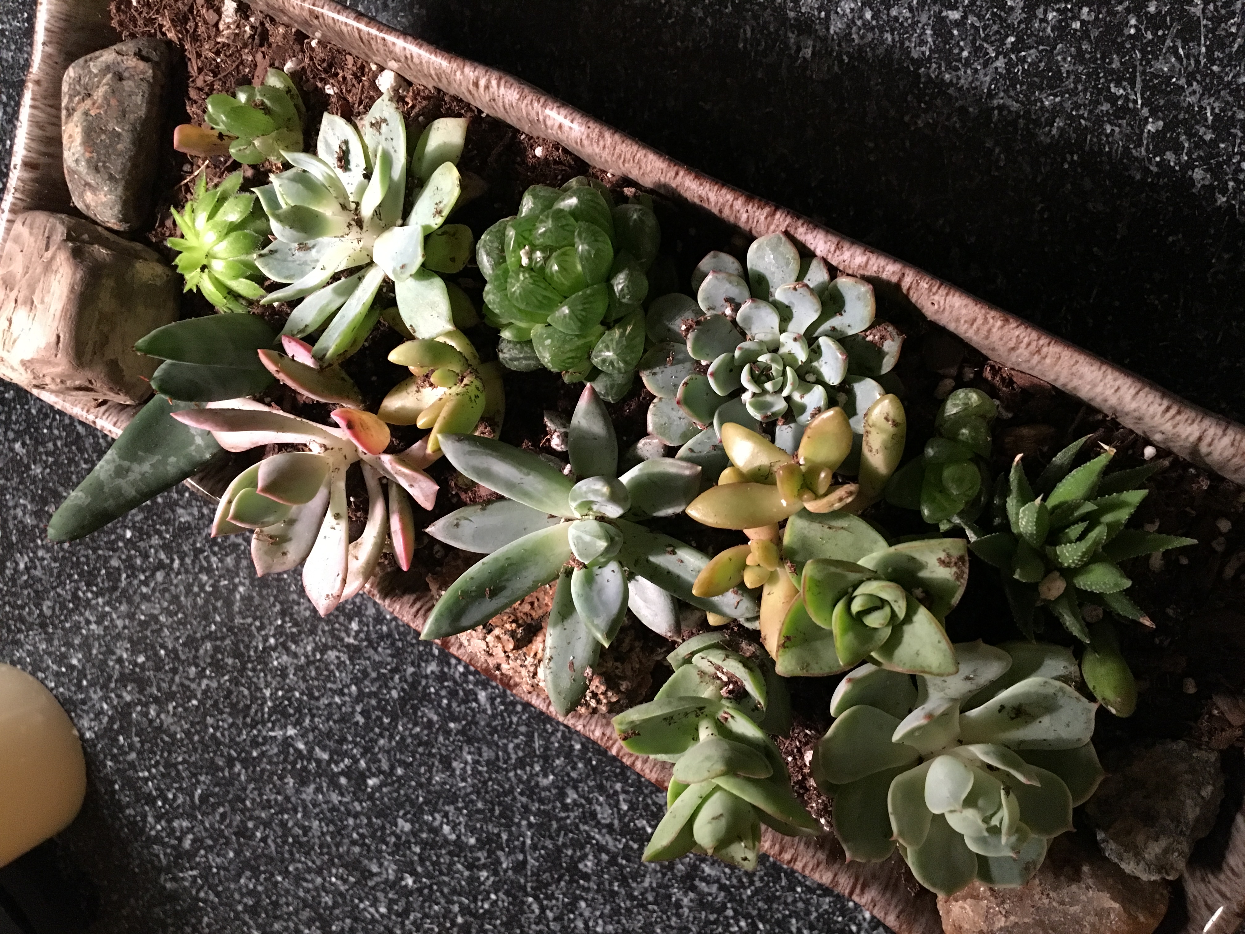 Haworthia Assorted Succulent Succulents for Sale Bulk Succulent