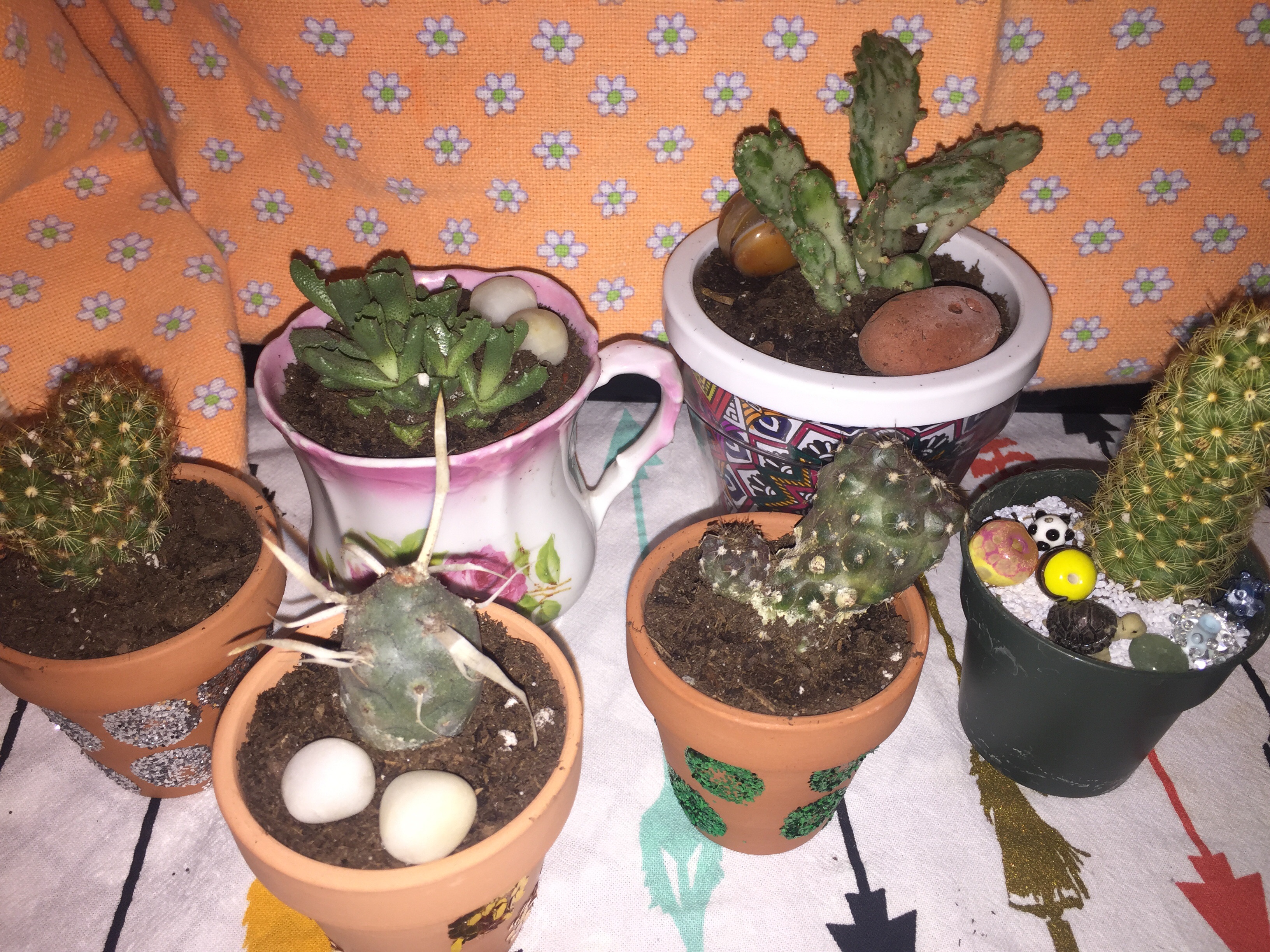 2" Assorted Cactus Succulents for Sale Bulk Succulent Wedding Favors