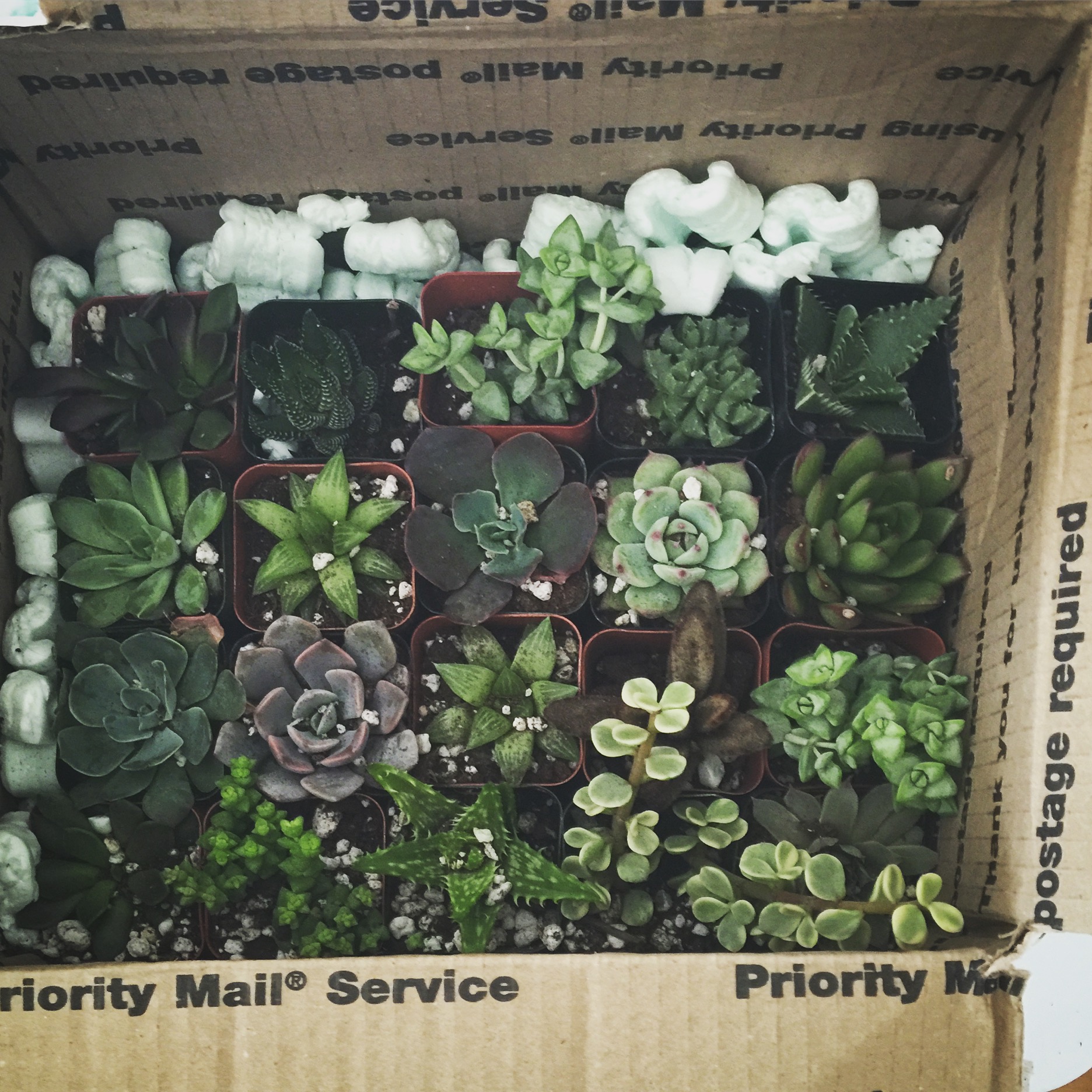 2" Assorted Succulents Succulents for Sale Bulk Succulent Wedding Favors