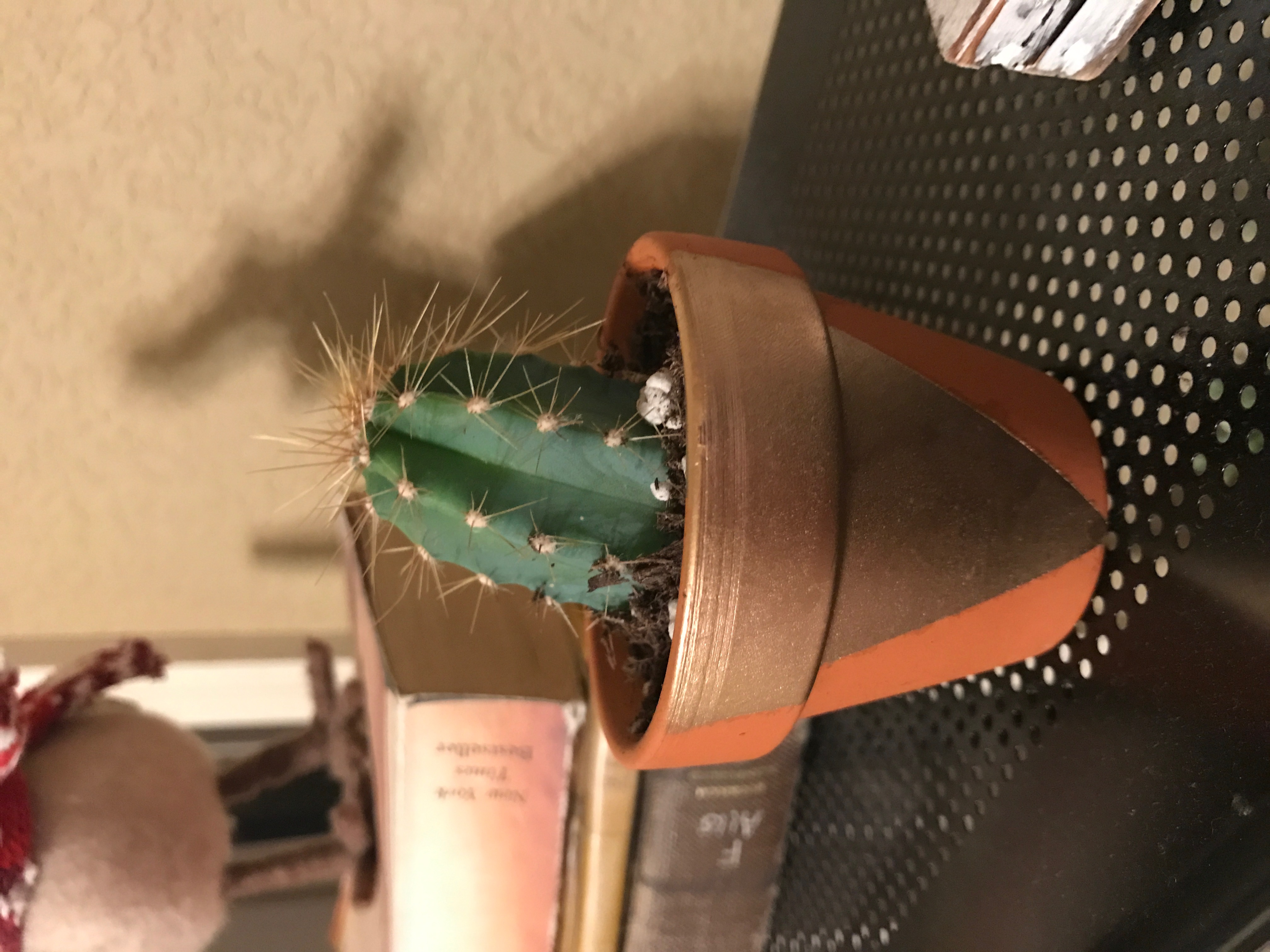 2" Succulent & Cactus Mix Succulents for Sale Bulk Succulent Wedding