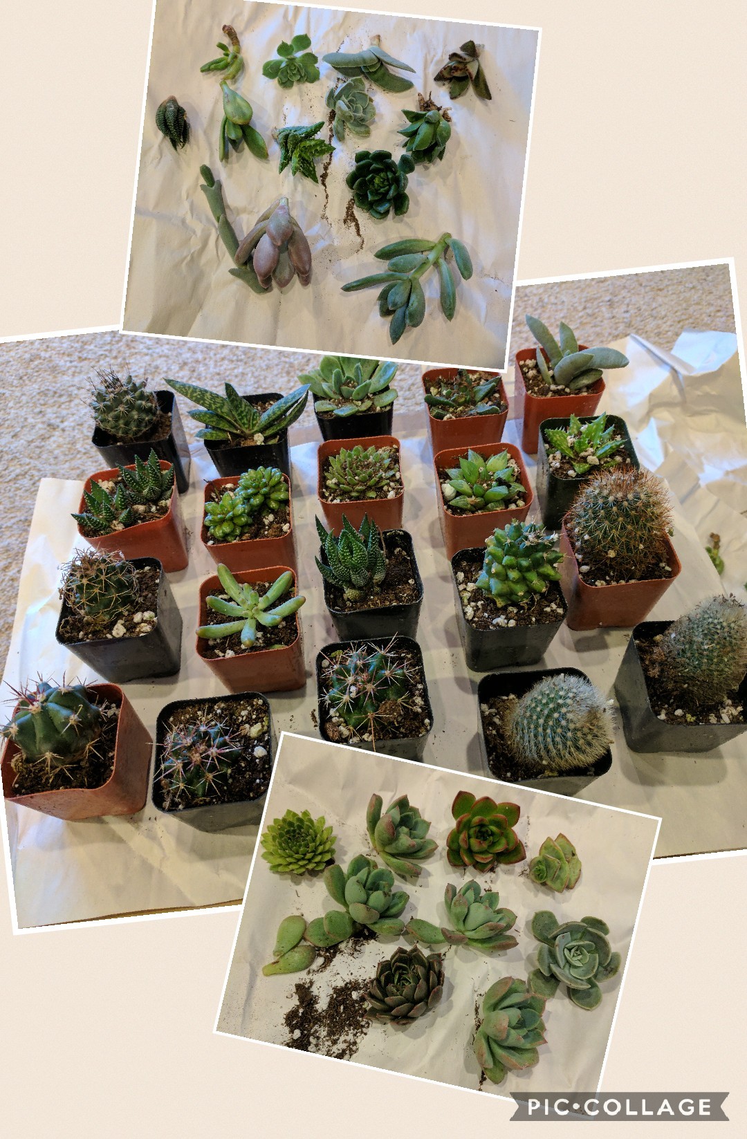 2" Succulent & Cactus Mix Succulents for Sale Bulk Succulent Wedding