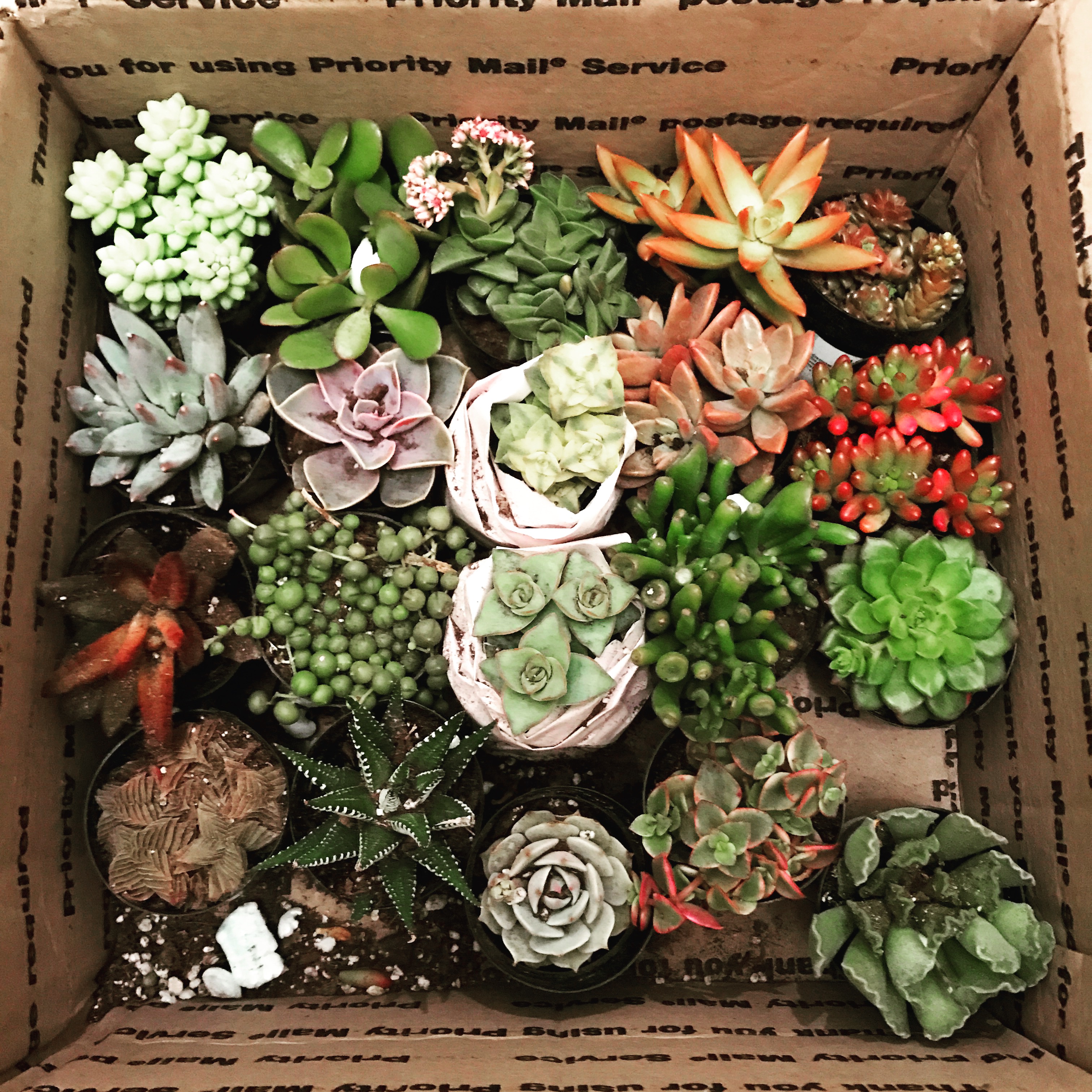 2.5" Assorted Succulents - Succulents for Sale Bulk Succulent Wedding ...